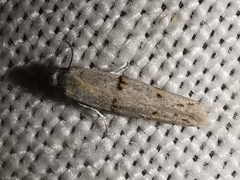 Symmocoides oxybiella