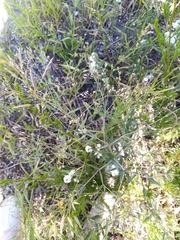 Gypsophila