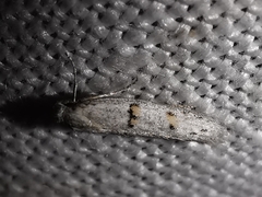 Symmocoides oxybiella