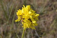 Bobartia orientalis