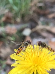Episyrphus balteatus