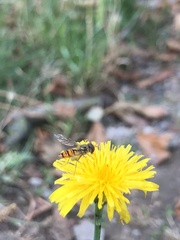 Episyrphus balteatus