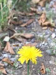 Episyrphus balteatus