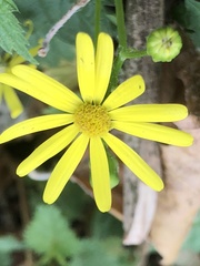 Senecio