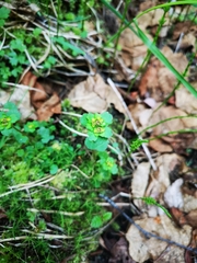Chrysosplenium tetrandrum