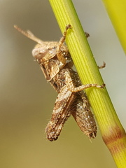 Pezotettix giornae