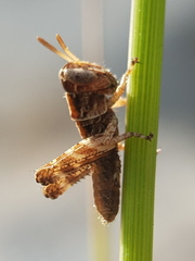 Pezotettix giornae