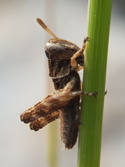 Pezotettix giornae