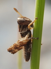 Pezotettix giornae