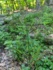 Cardamine tenera