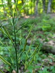 Cardamine tenera