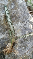 Eulophia spathulifera