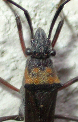 Hypselopus gigas