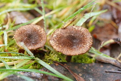 Inocybe atrisquamosa