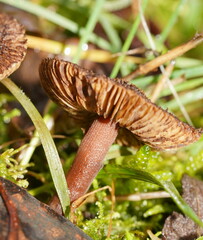 Inocybe atrisquamosa