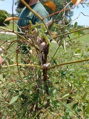 Bulimulus bonariensis image