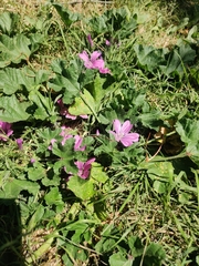 Malva sylvestris