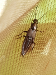 Philonthus decorus