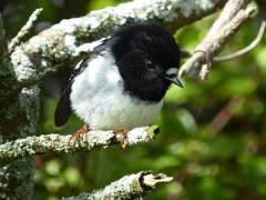 Petroica macrocephala