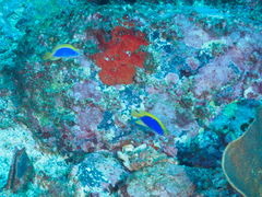 Chrysiptera flavipinnis