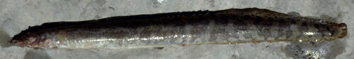 Mesopotamian spiny eel (Mastacembelus mastacembelus) — Mastacembelidae — 3