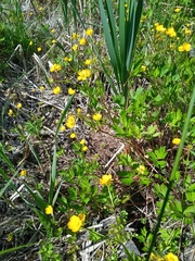 Ranunculus repens