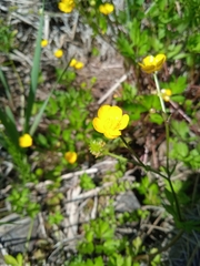 Ranunculus repens