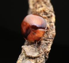 Ades limbatus