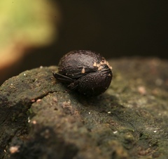 Madrasostes