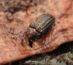 Zopheridae