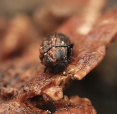 Zopheridae