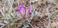 Astragalus laguroides