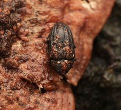 Zopheridae