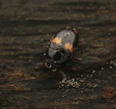 Platydema unicornis