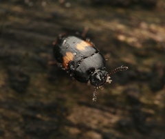 Platydema unicornis