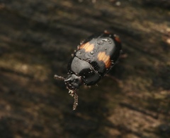 Platydema unicornis