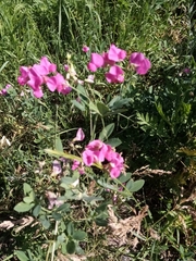 Lathyrus tuberosus