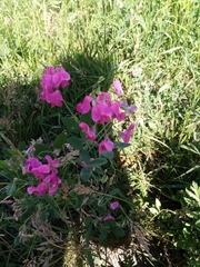 Lathyrus tuberosus