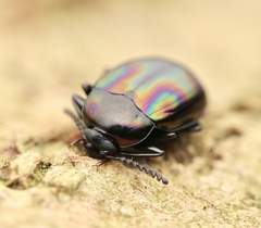 Ceropria opulenta