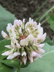 Trifolium repens