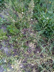 Capsella bursa-pastoris