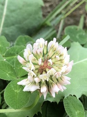 Trifolium repens