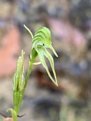 Pterostylis daintreana