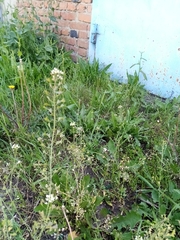 Capsella bursa-pastoris