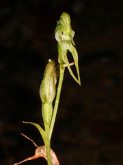Pterostylis daintreana
