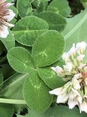 Trifolium repens