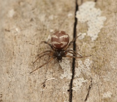 Steatoda gui