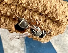 Paraleptomenes miniatus