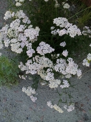 Achillea millefolium