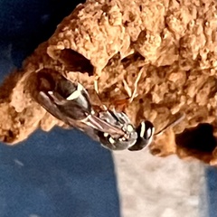 Paraleptomenes miniatus